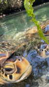 maori_cohen Altpins Profile Picture