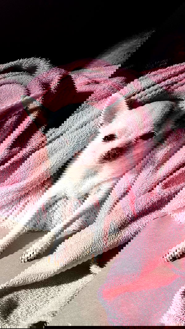 rinsrain rinsrain archive image