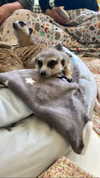 liza_kremer Altpins Profile Picture