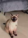mishell.lindaflor Altpins Profile Picture