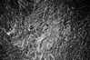 bugz4brainz Altpins Profile Picture