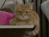 vasian_life Altpins Profile Picture