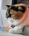 mewisa Altpins Profile Picture
