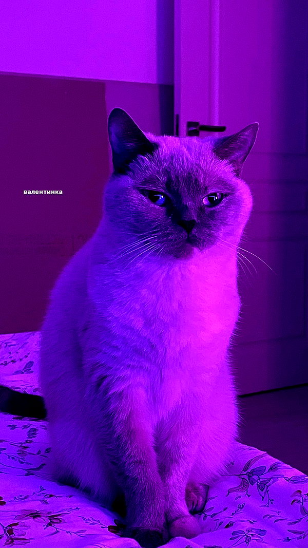 owlydiaa archive image