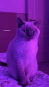 owlydiaa Altpins Profile Picture