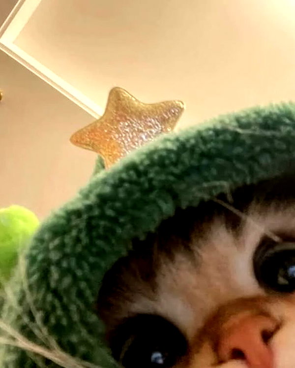 bakabakafuwa instagram image archive image