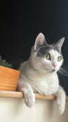 livindeadyaz Altpins Profile Picture