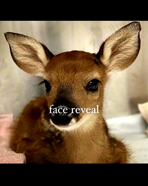 rachelchaleff instagram image archive image