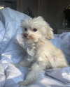 elizabethcampbelljones Altpins Profile Picture