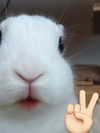 milkibunshehe Altpins Profile Picture