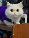 barbie_vampi Altpins Profile Picture