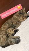 dinahnyan Altpins Profile Picture