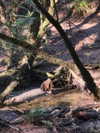 carolinezalog Altpins Profile Picture