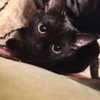 milena_milachich Altpins Profile Picture