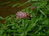 m1lkh8club Altpins Profile Picture