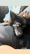 darkstar_mia Altpins Profile Picture