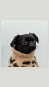 babynympho_archive Altpins Profile Picture