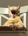 owlydiaa Altpins Profile Picture