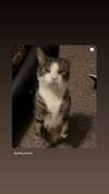 jahia_brown Altpins Profile Picture