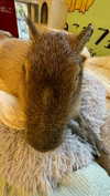 dante_yangpa Altpins Profile Picture