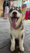 maori_cohen Altpins Profile Picture