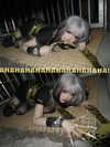 angelwithashotgunxx Altpins Profile Picture