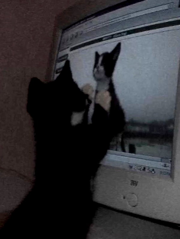 bakabakafuwa instagram image archive image