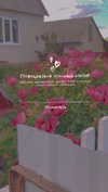 alisen.mari Altpins Profile Picture