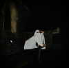scarlett_ichor Altpins Profile Picture