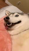 dracuina Altpins Profile Picture