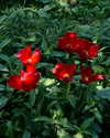 gritsa.k Altpins Profile Picture
