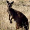 maori_cohen Altpins Profile Picture