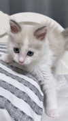 yuna_1_27 Altpins Profile Picture