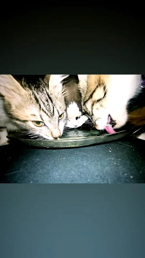 moonyyyya moonyyyya archive image