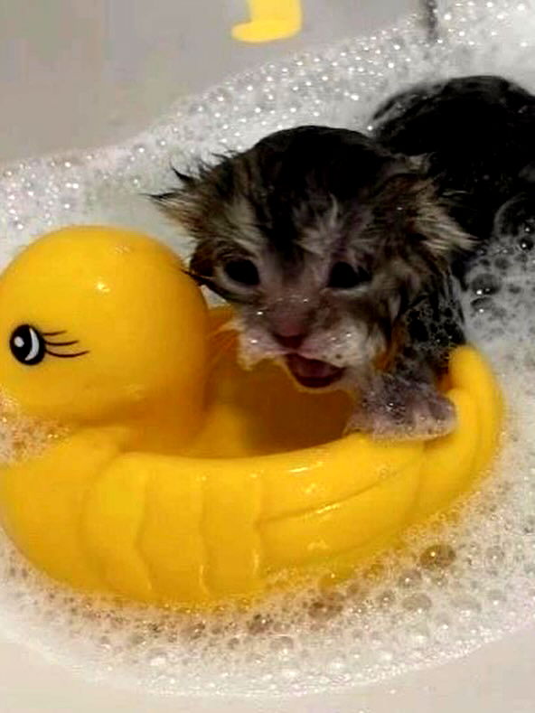 hellokittyangel666 hellokittyangel666 archive image