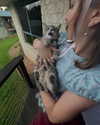 macaroni_naomi Altpins Profile Picture