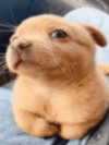 violetpau_ Altpins Profile Picture