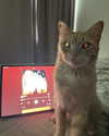 owlydiaa Altpins Profile Picture