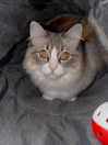catl0verr69 Altpins Profile Picture