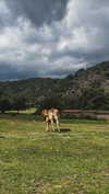 _broock_ Altpins Profile Picture