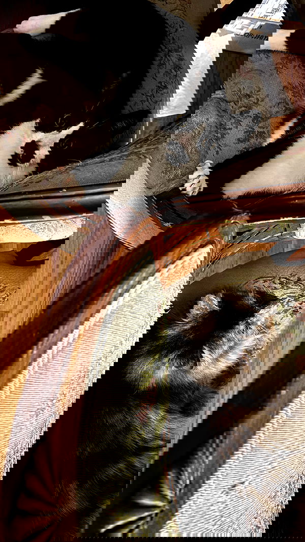 dracuina dracuina archive image