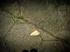 bugz4brainz Altpins Profile Picture