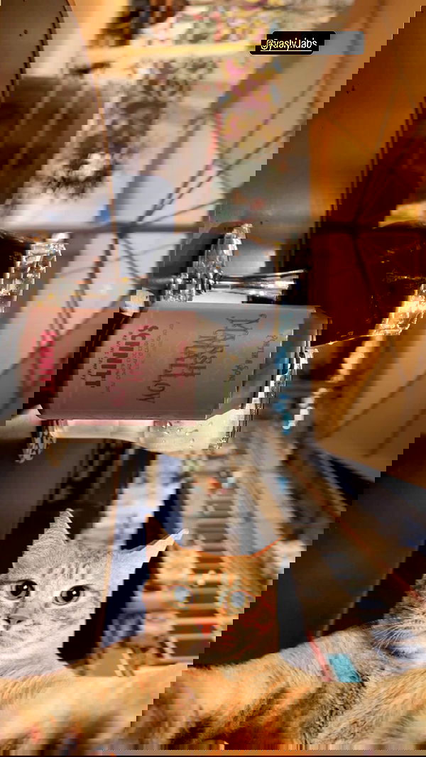 moonliliaght moonliliaght archive image