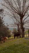 annabottoo Altpins Profile Picture