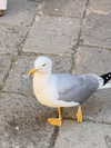 orman.mariee Altpins Profile Picture