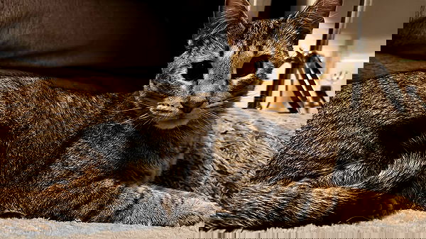 _animechika_ _animechika_ archive image