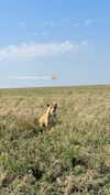 maori_cohen Altpins Profile Picture