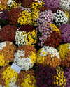 gritsa.k Altpins Profile Picture