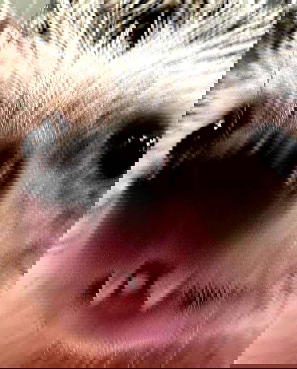 milkgore milkgore archive image