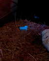 gisellelee8 Altpins Profile Picture